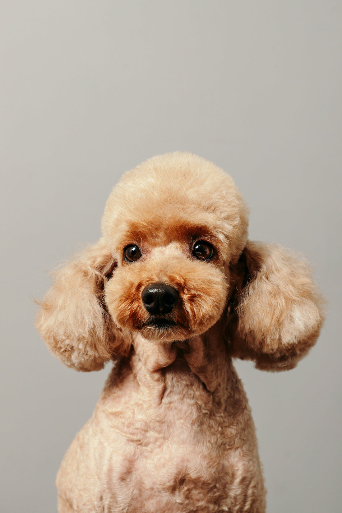 Für Hunde