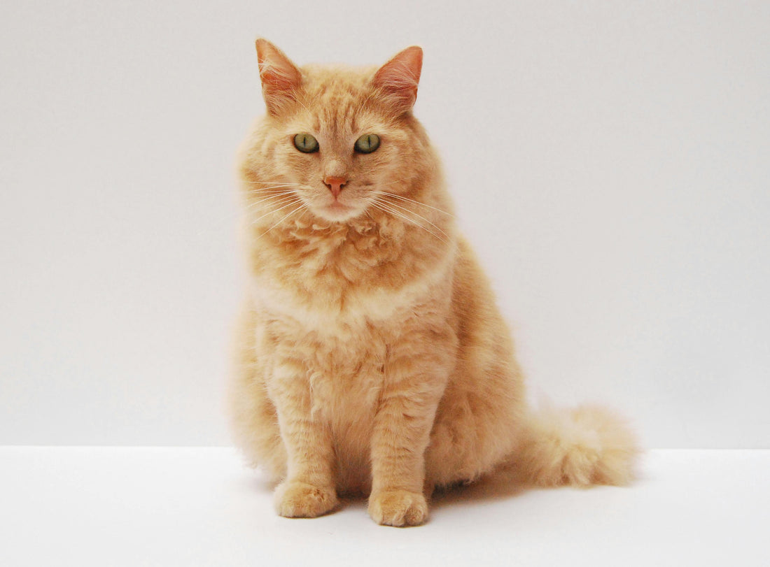 Für Katzen