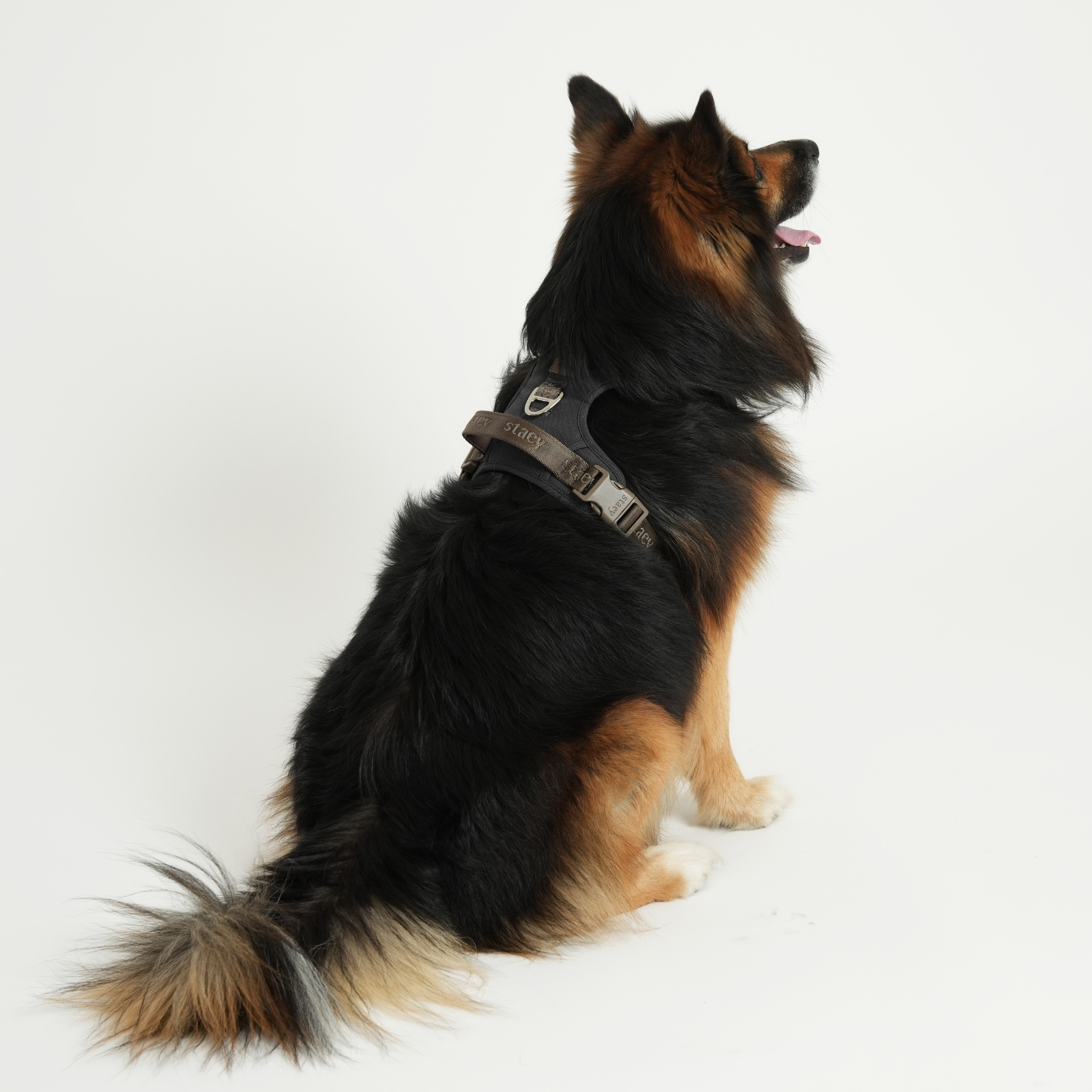Hundegeschirr Elma Active  | Sturm