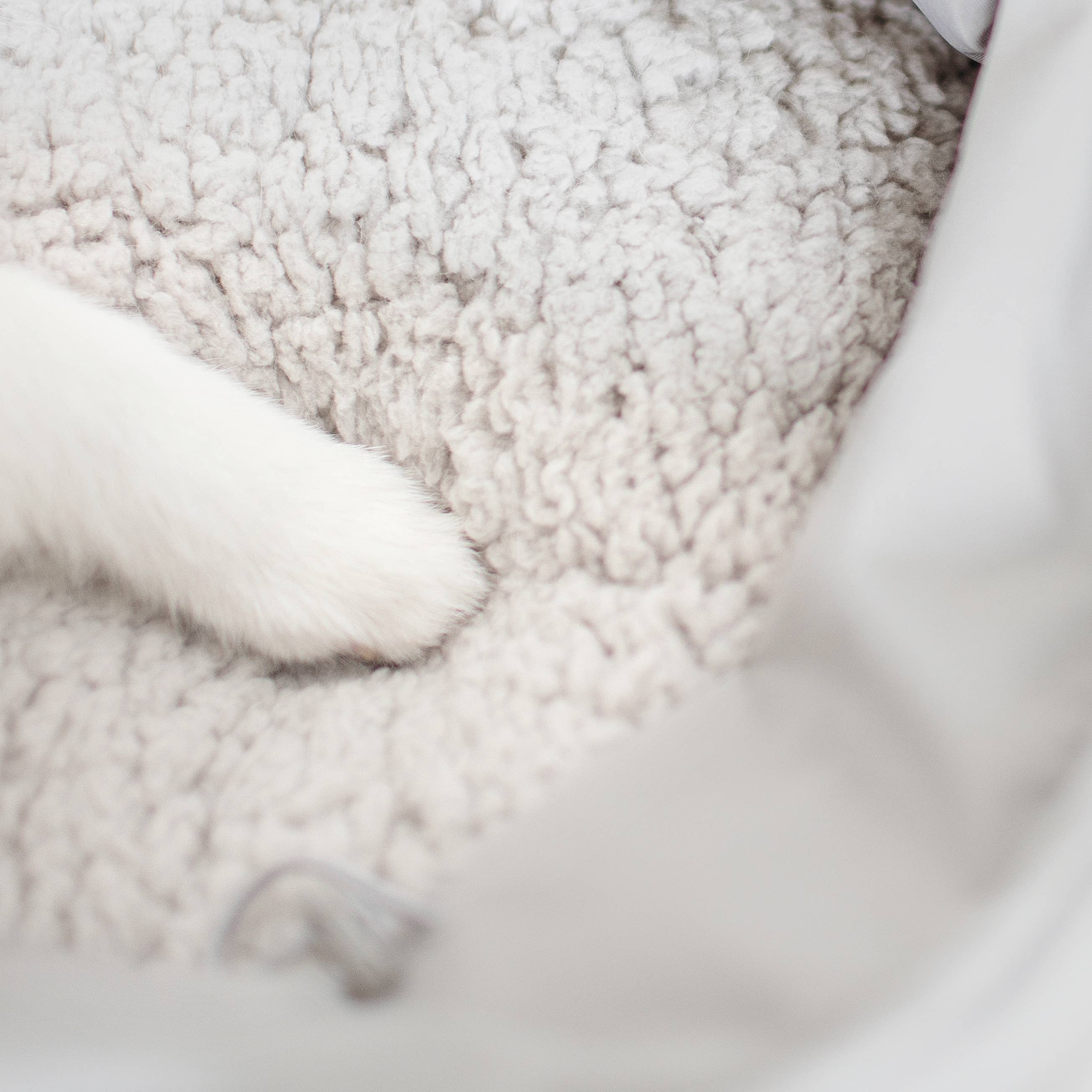 TRAGETASCHE & KÖRBCHEN FÜR KLEINE HUNDE