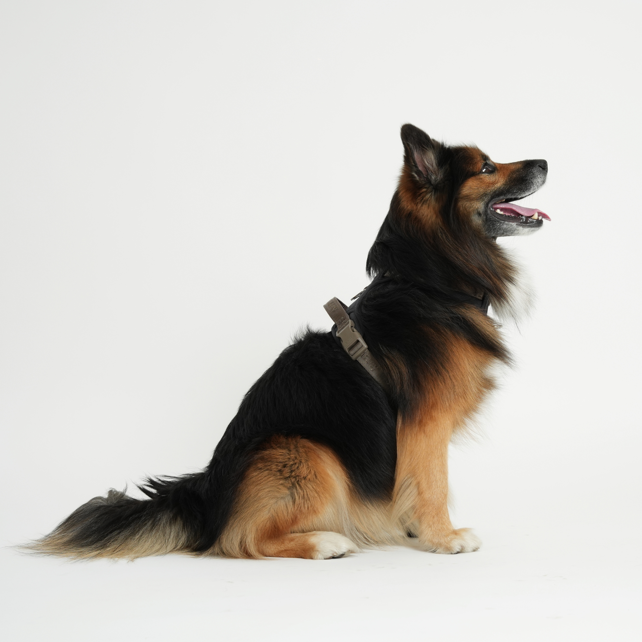 Hundegeschirr Elma Active  | Sturm