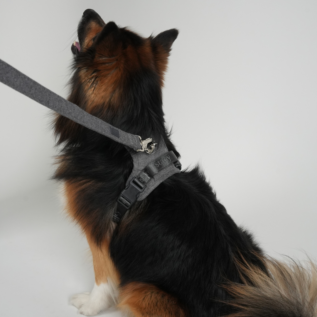 Hundeleine Elma | Staubiges Blau