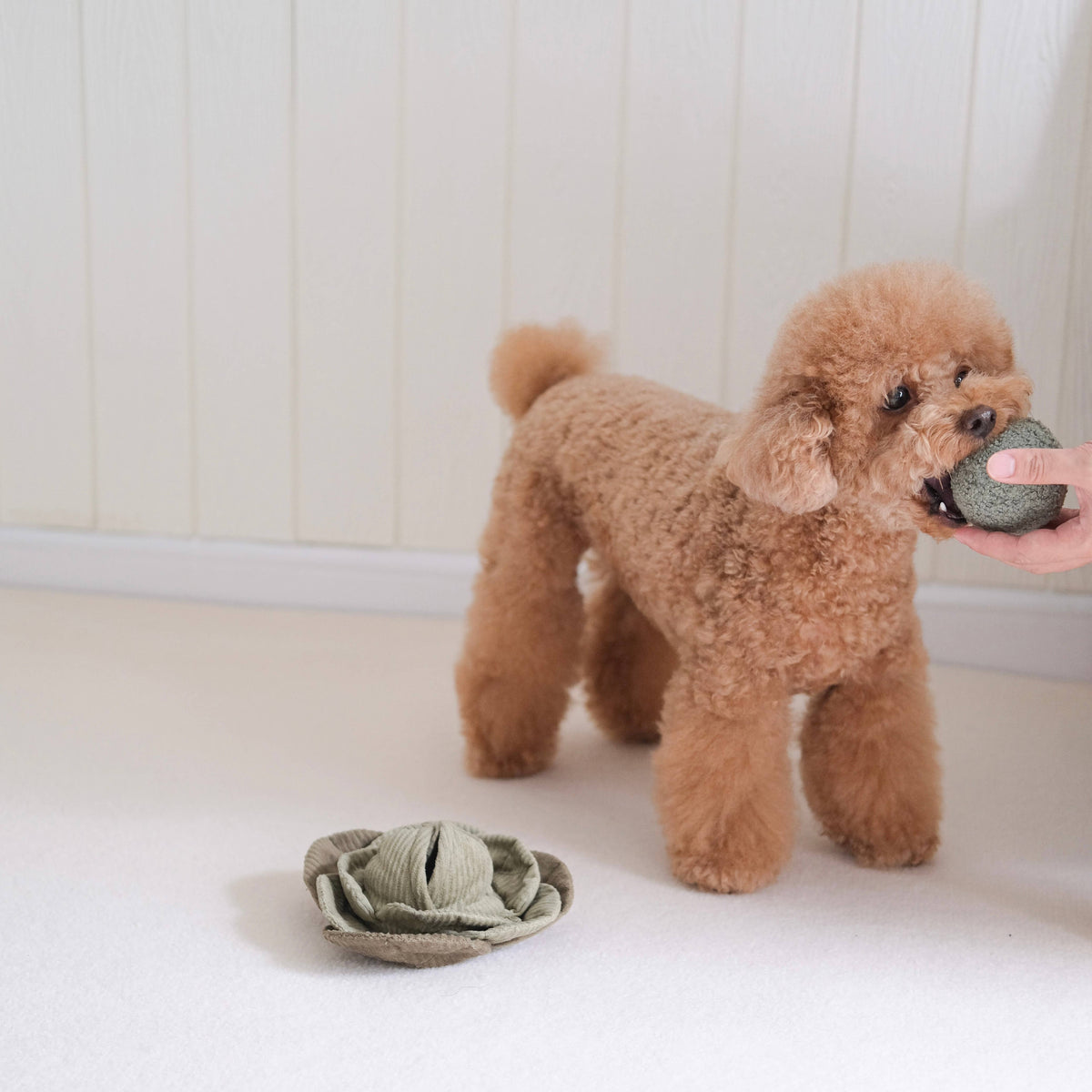 Kohlkopf POP HUNDESPIELZEUG