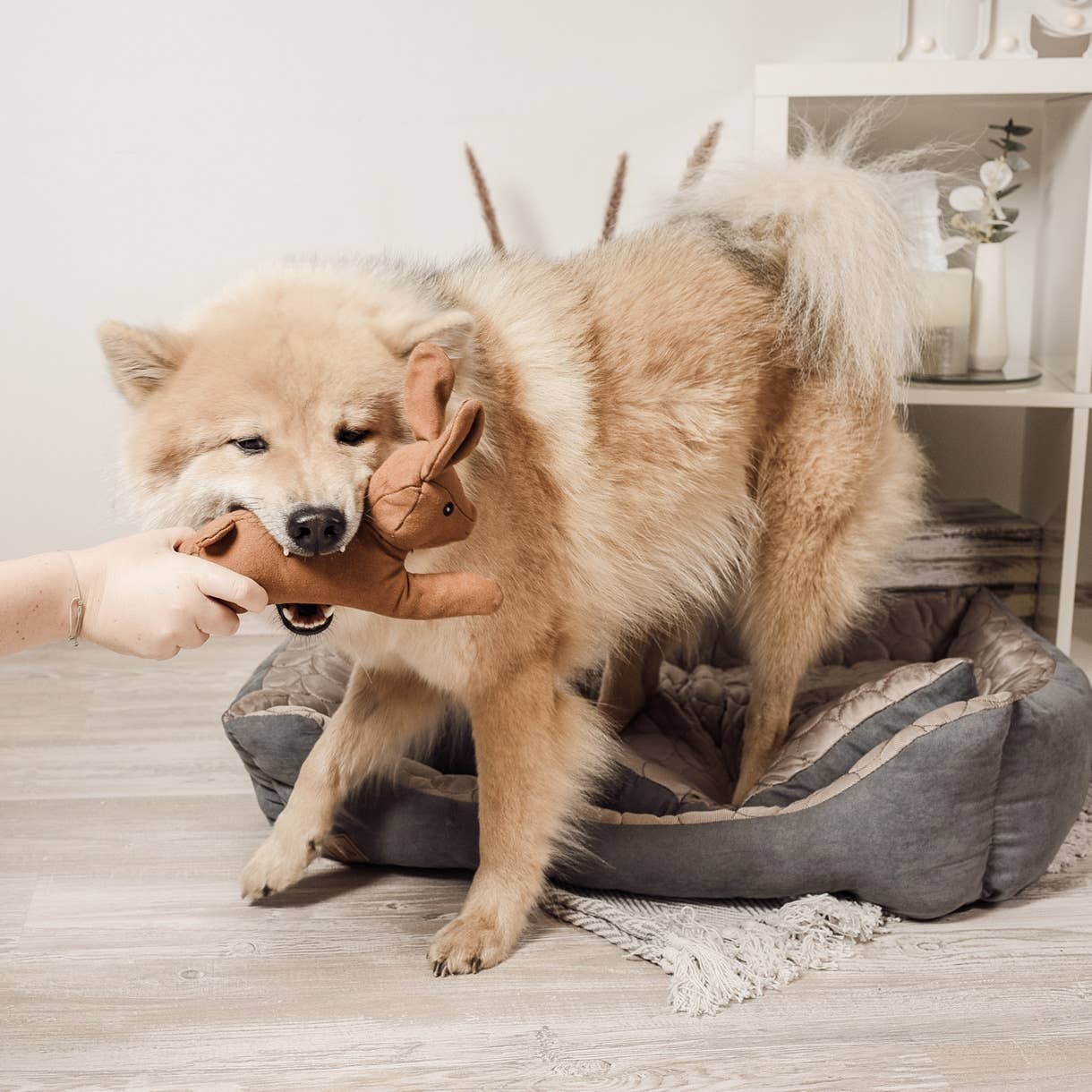 Robustes Hundespielzeug mit Quietscher - Hase Haru