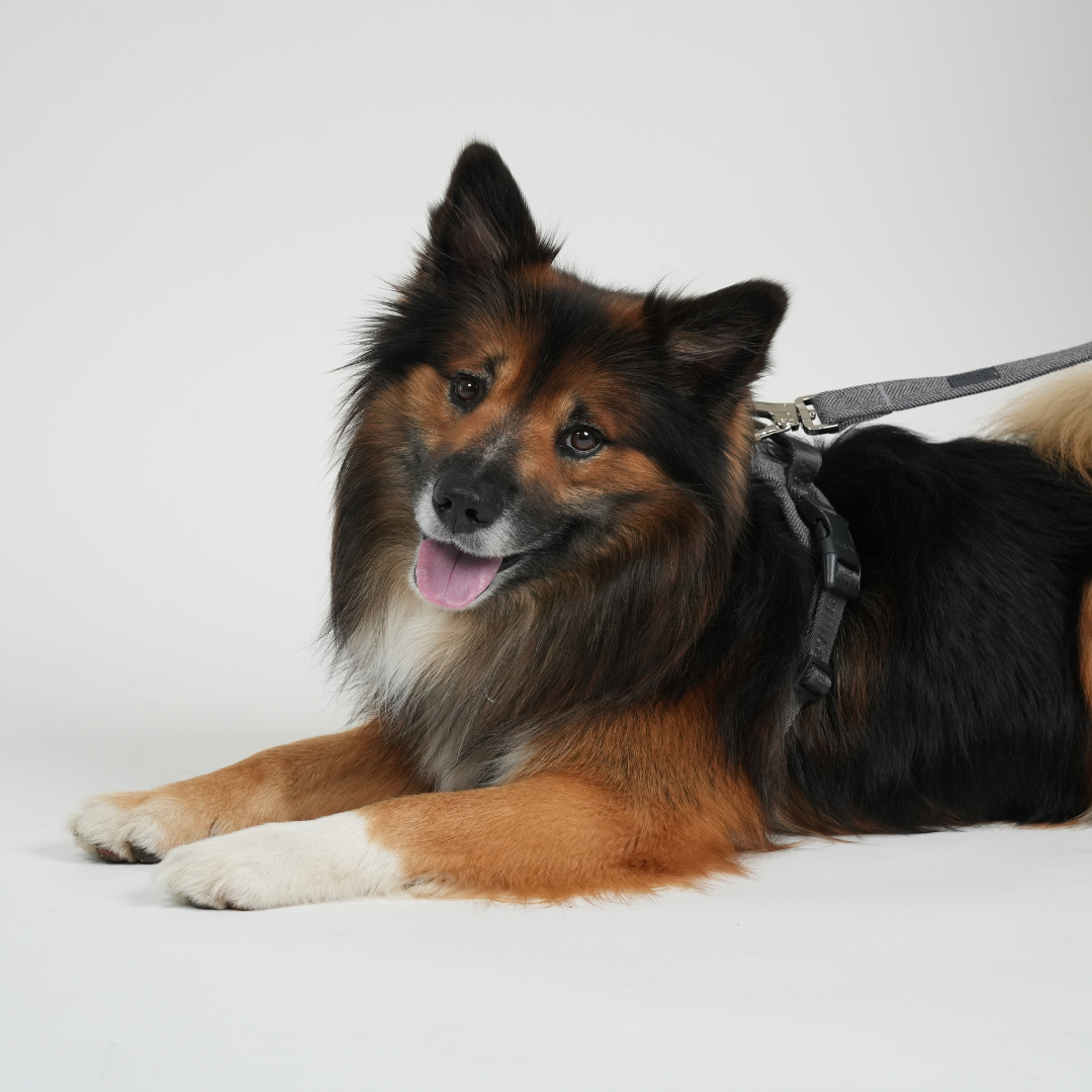 Hundeleine Elma | Staubiges Blau