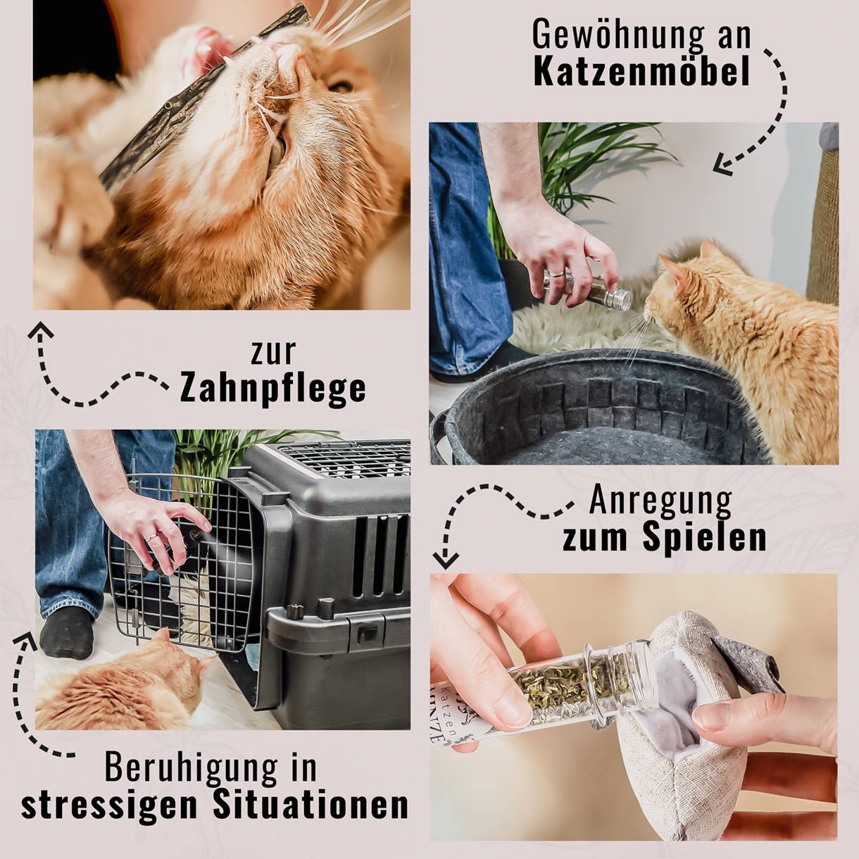 Katzenkräuter Mix - 3er Set - in edler Geschenkbox