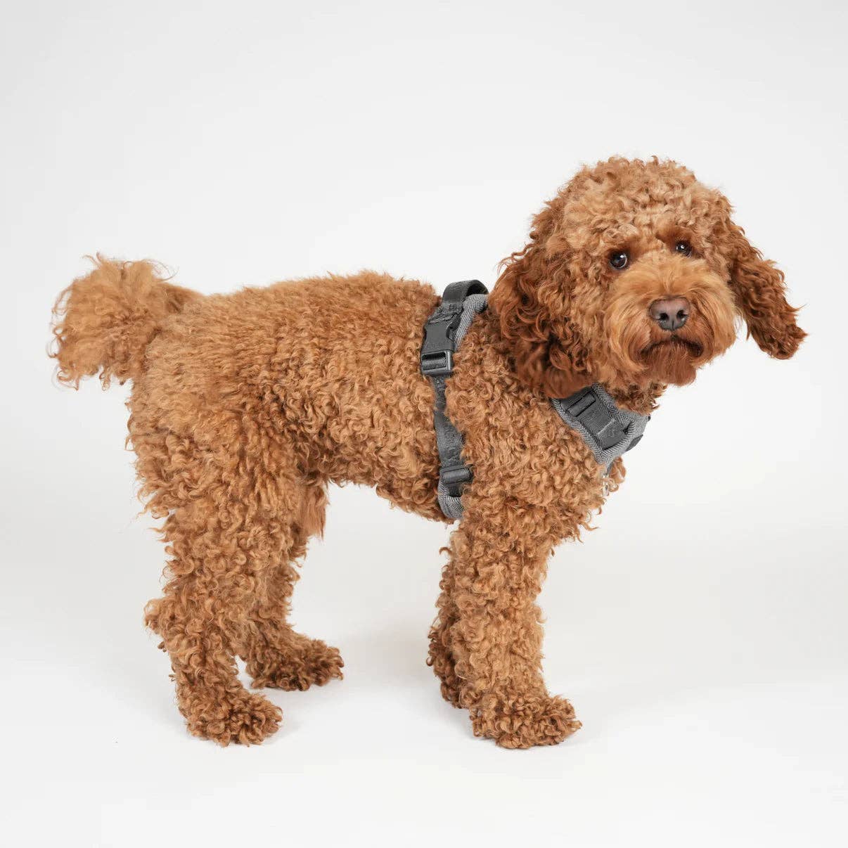 Hundegeschirr Elma | Staubiges Blau