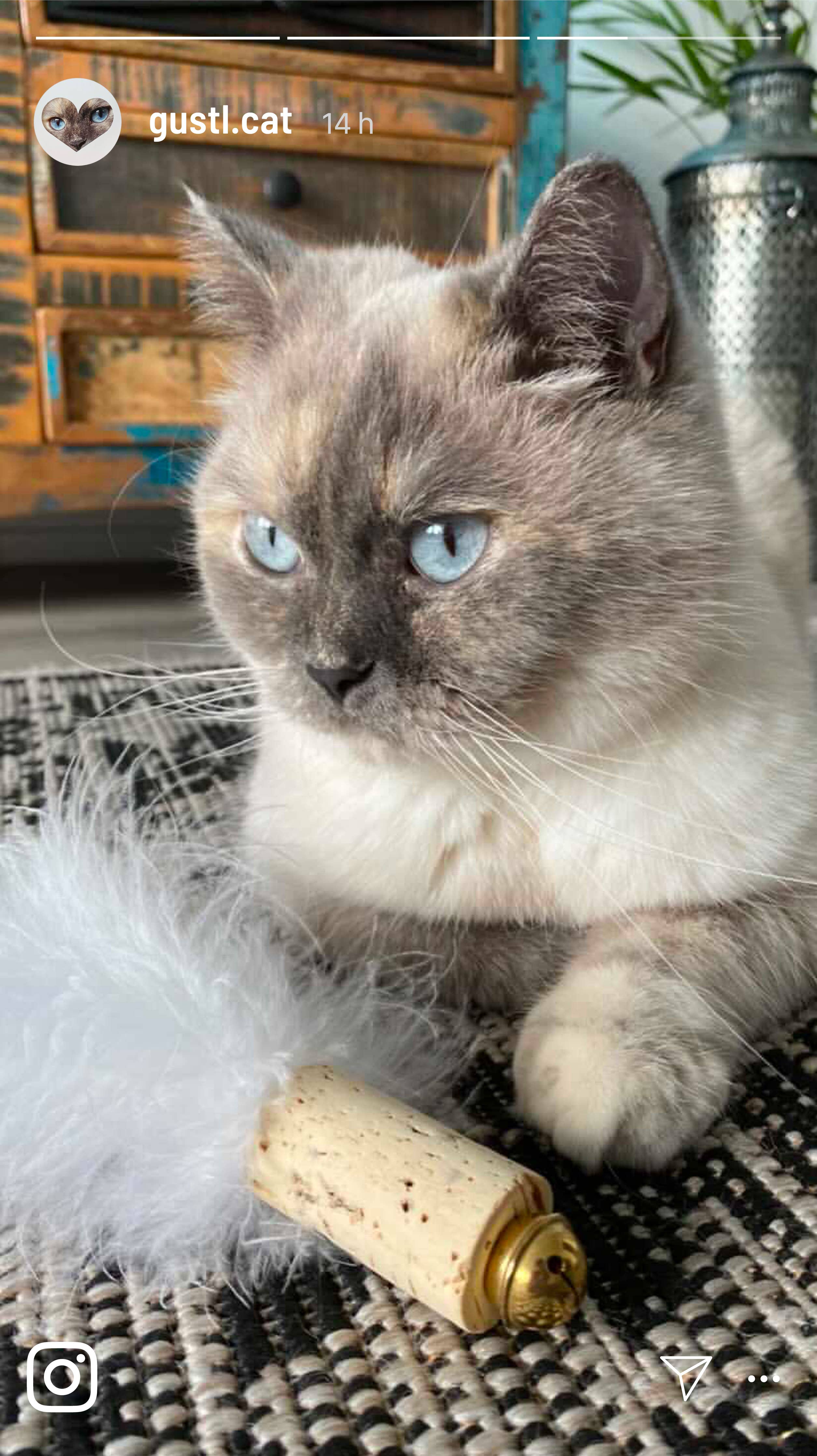 Katzenbälle aus Kork und Naturfedern