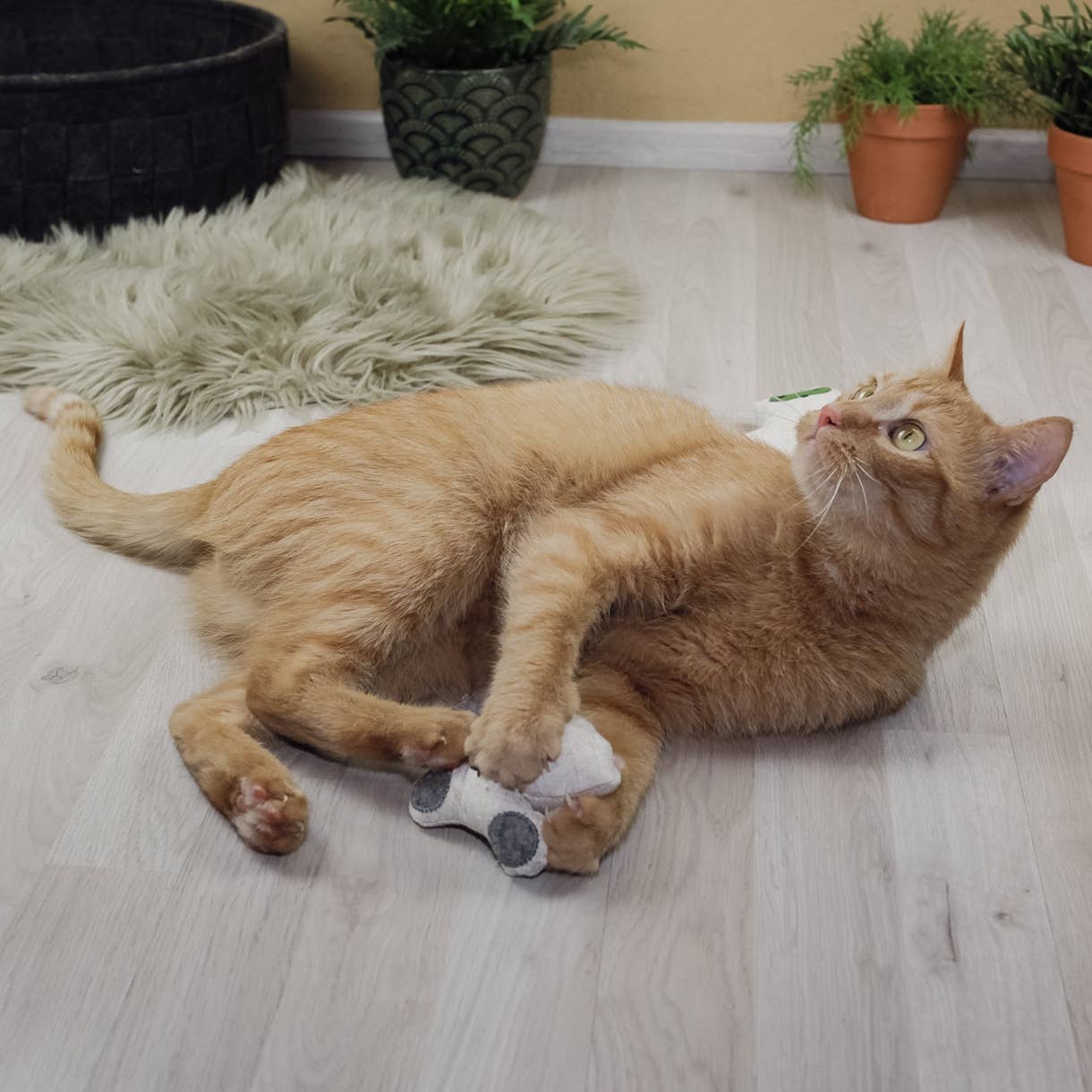 Katzenspielzeug mit Katzenminze -3er Set- inkl.Refill