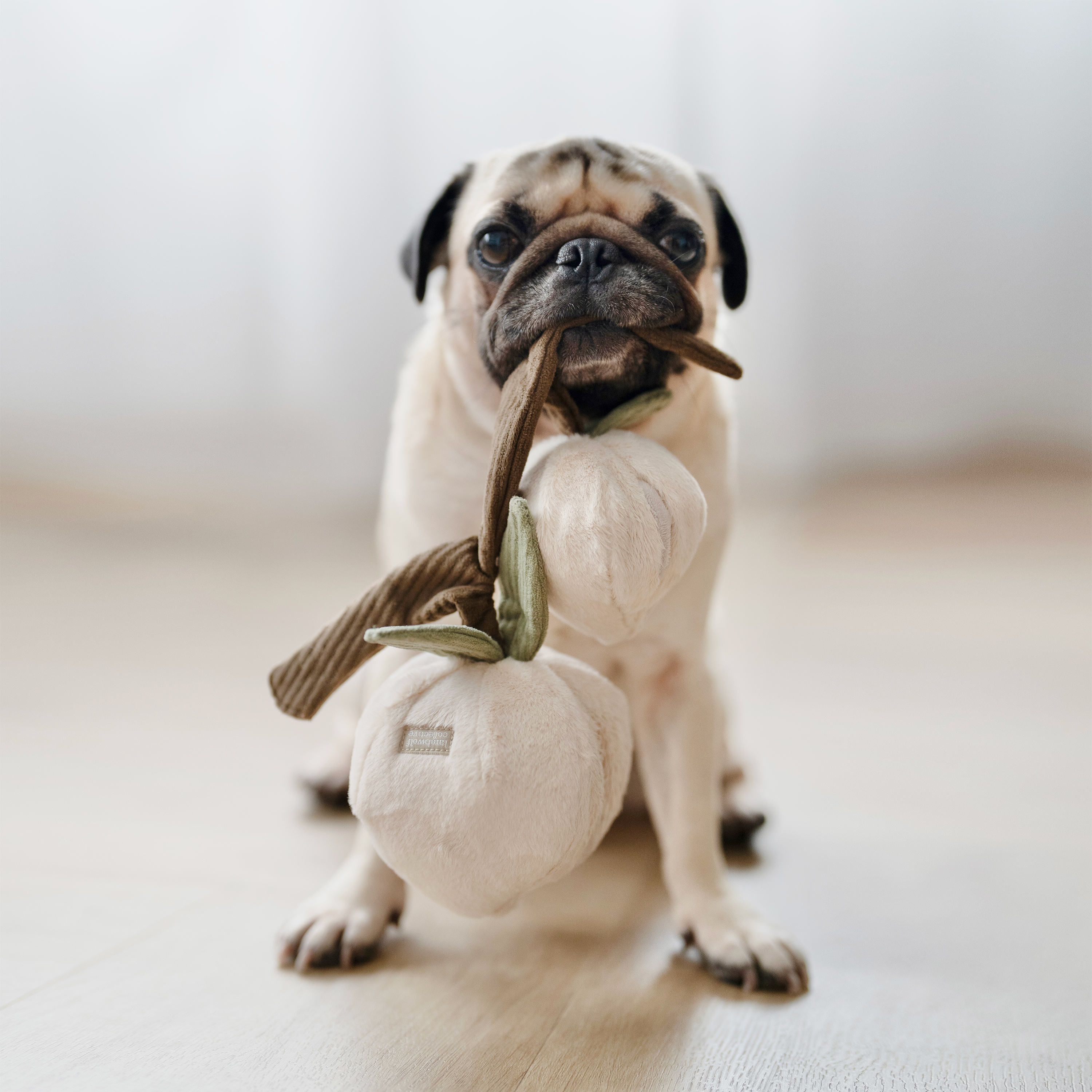HUNDESPIELZEUG MOMO Pfirsische