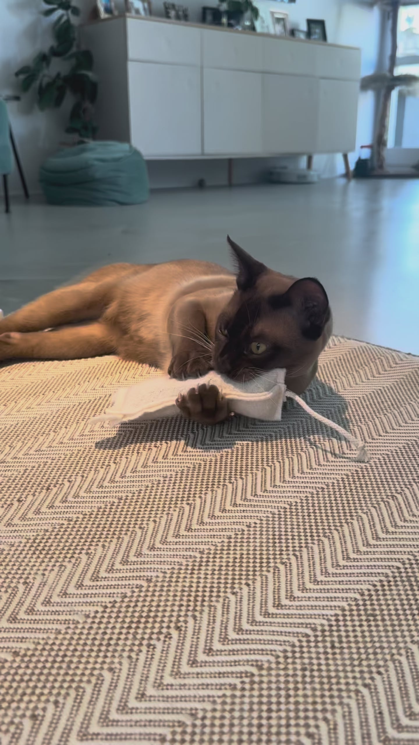 Video laden: Katzenspielzeug Katzenkissen