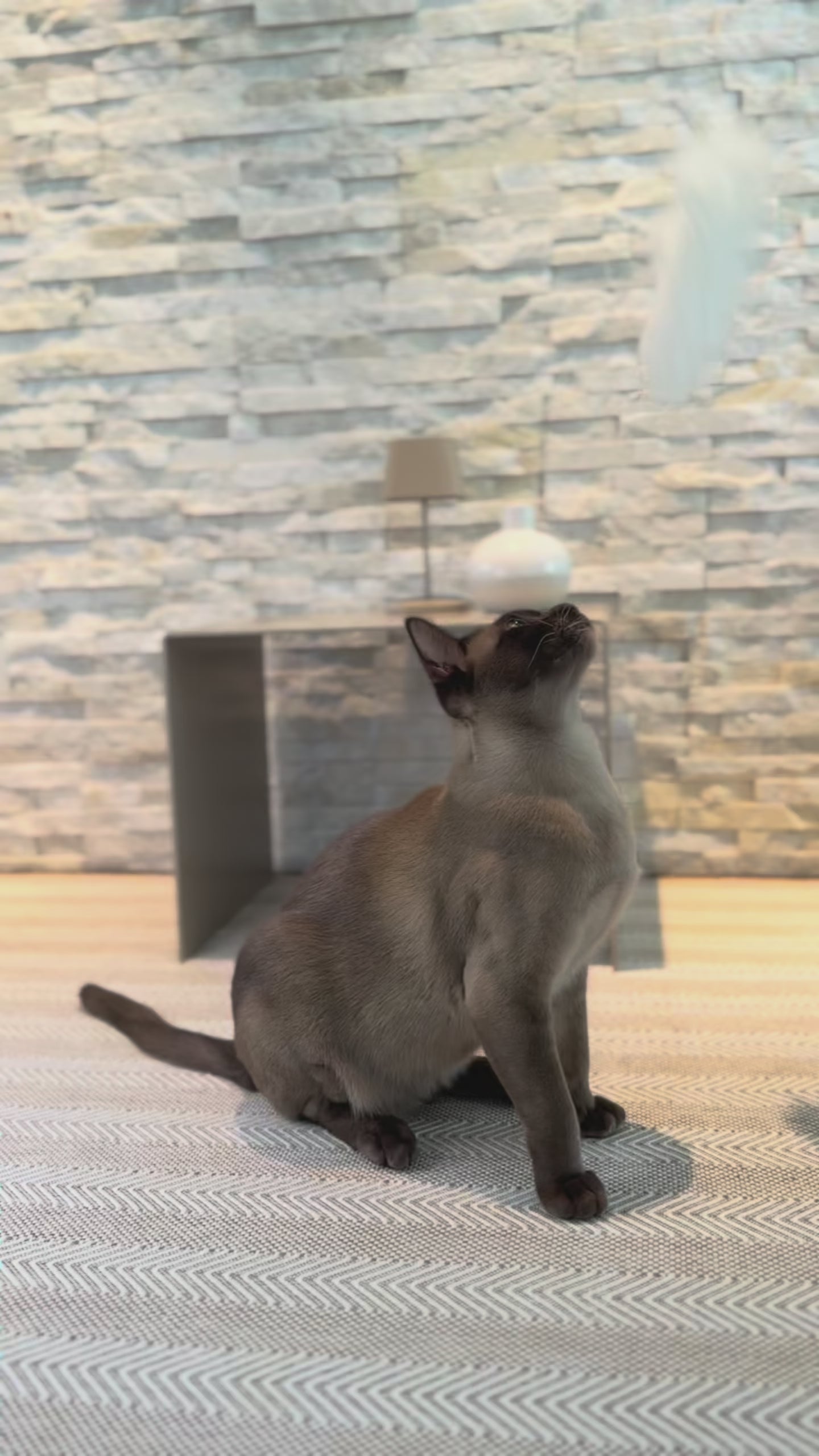 Video laden: Katzenangel mit Holzgriff, Glöckchen und Anhängern